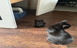 Mixed Breed cats for sale: Female black kitten - Image 4