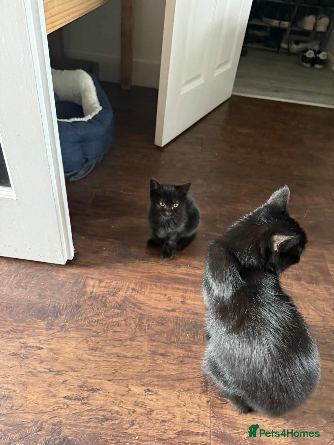 Mixed Breed cats for sale: Female black kitten - Image 4