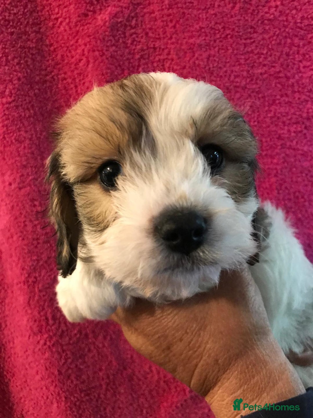 Cavachon dogs for sale: Beautiful cavachon pups - Image 3
