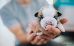 English Bulldog dogs for sale: Stunning litter of  English bulldog puppies - Image 3