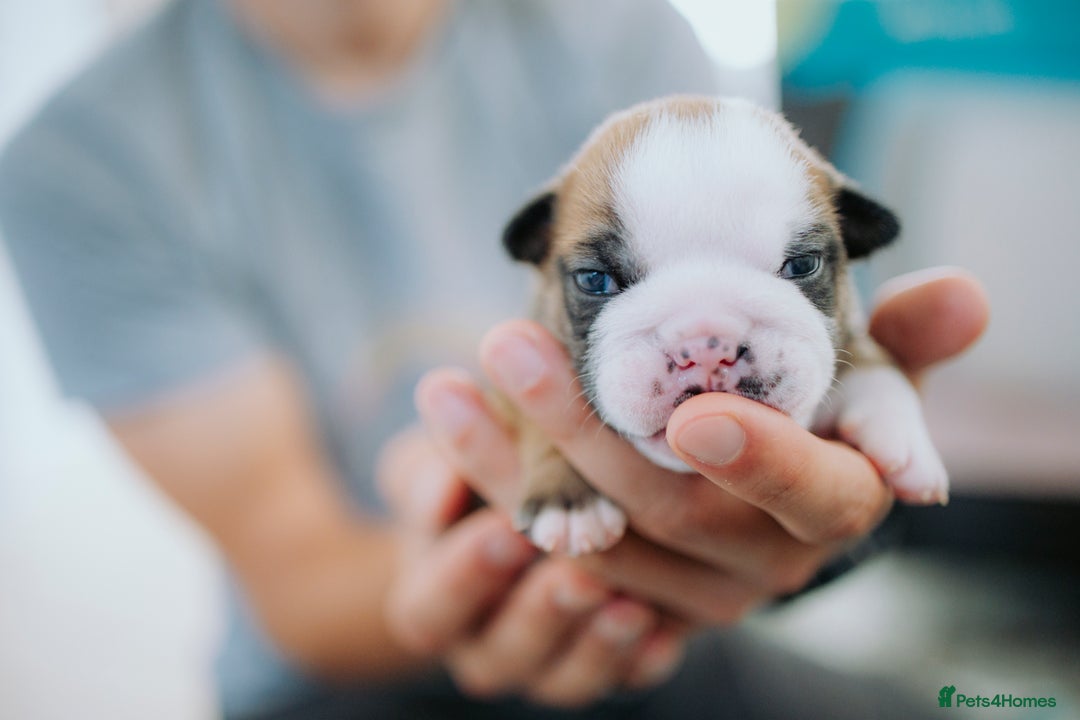 English Bulldog dogs for sale: Stunning litter of  English bulldog puppies - Image 3