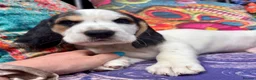 Bocker dogs for sale: Floppy ears Bockers - Advert 2