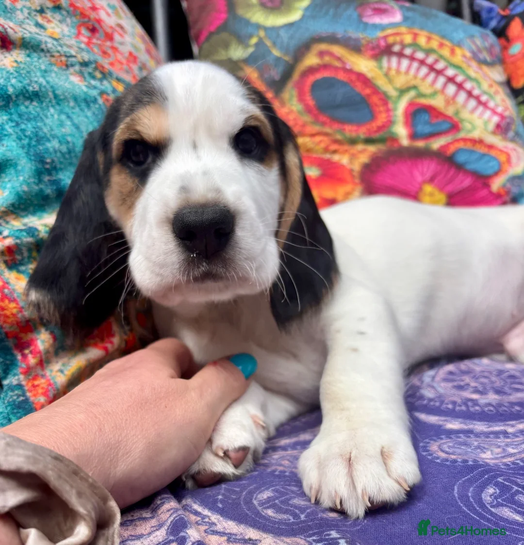 Bocker dogs for sale: Floppy ears Bockers - Advert 2