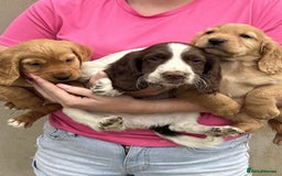 Cocker Spaniel dogs for sale: Cocker spaniel puppies ready to leave . - Image 3