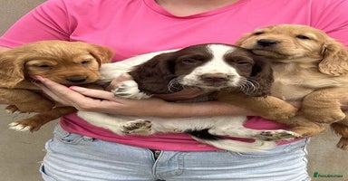 Cocker Spaniel dogs - Advert 14