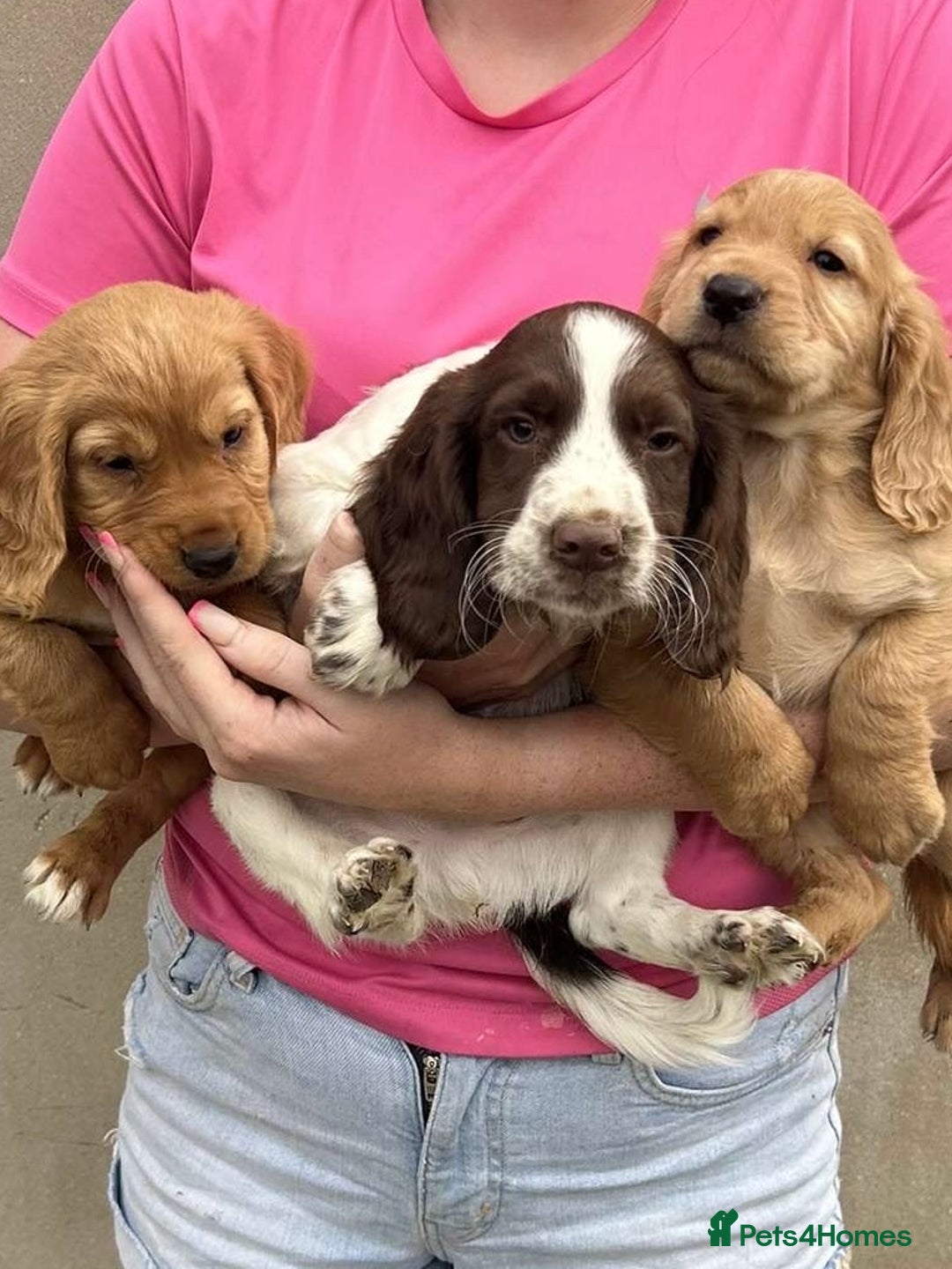 Cocker Spaniel dogs for sale: Cocker spaniel puppies ready to leave . - Image 3