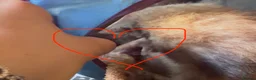 Ferret rodents for sale: Mixed litter of ferrets for sale - Advert 5