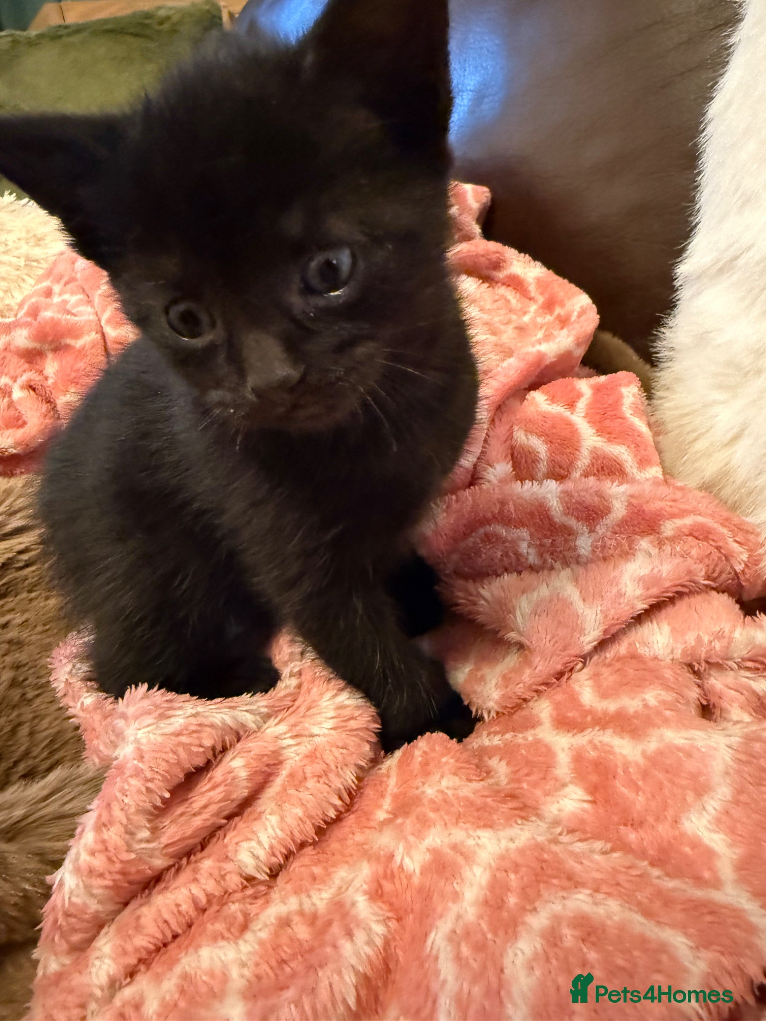 Mixed Breed cats Kittens £70 - £200 Manchester - Advert 2