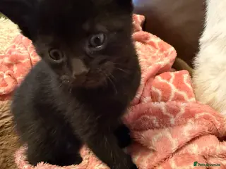 Mixed Breed cats Kittens £70 - £200 Manchester - Advert 1