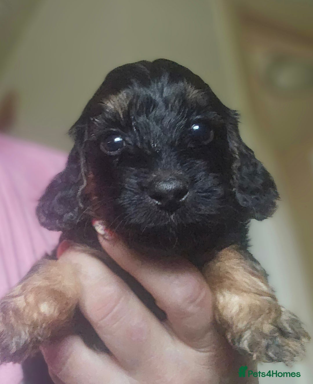 Cockapoo dogs for sale: The best cockapoos - Image 14