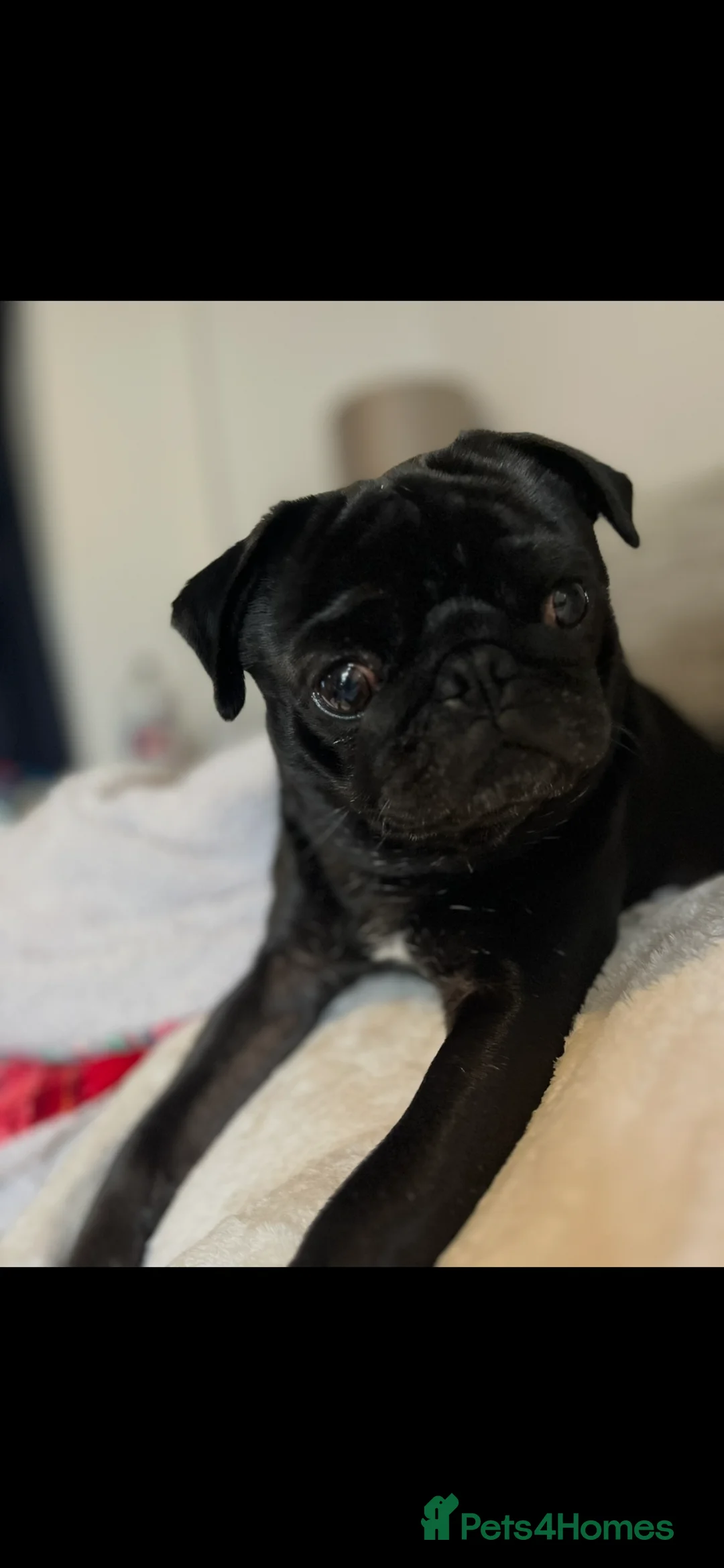 Pug dogs for sale: Beautiful male pug  - Advert 2