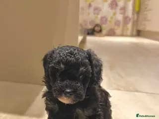 Maltipoo dogs Black Adorable Maltipoo girl ready to leave 22nd! - Advert 16