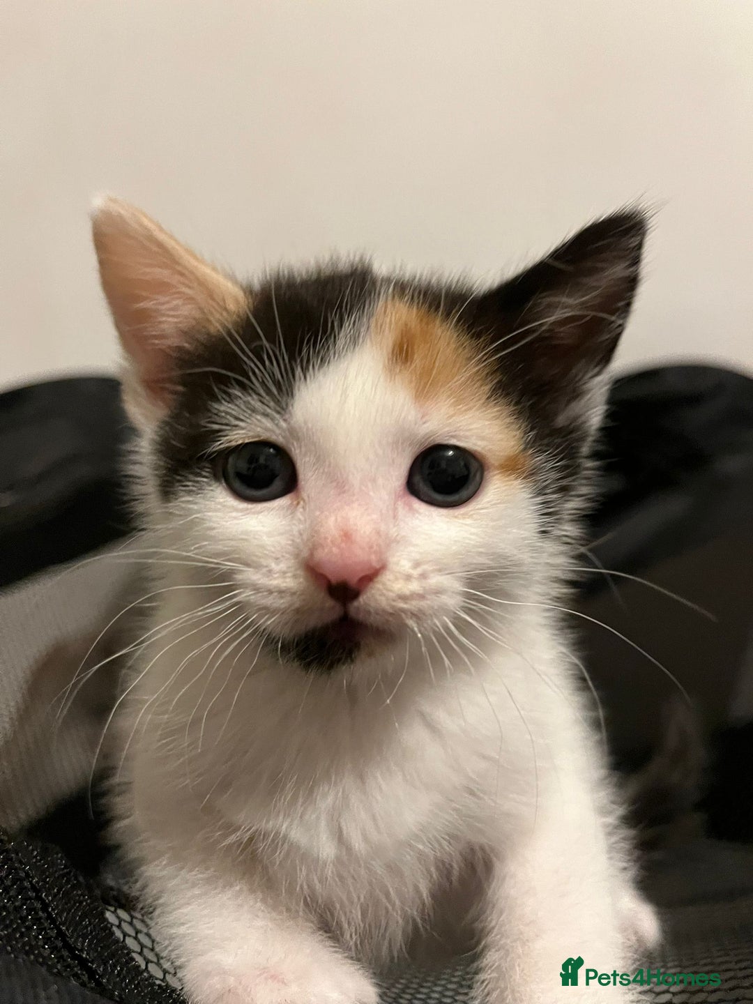 Mixed Breed cats for sale: 4 beautiful kittens - Image 3
