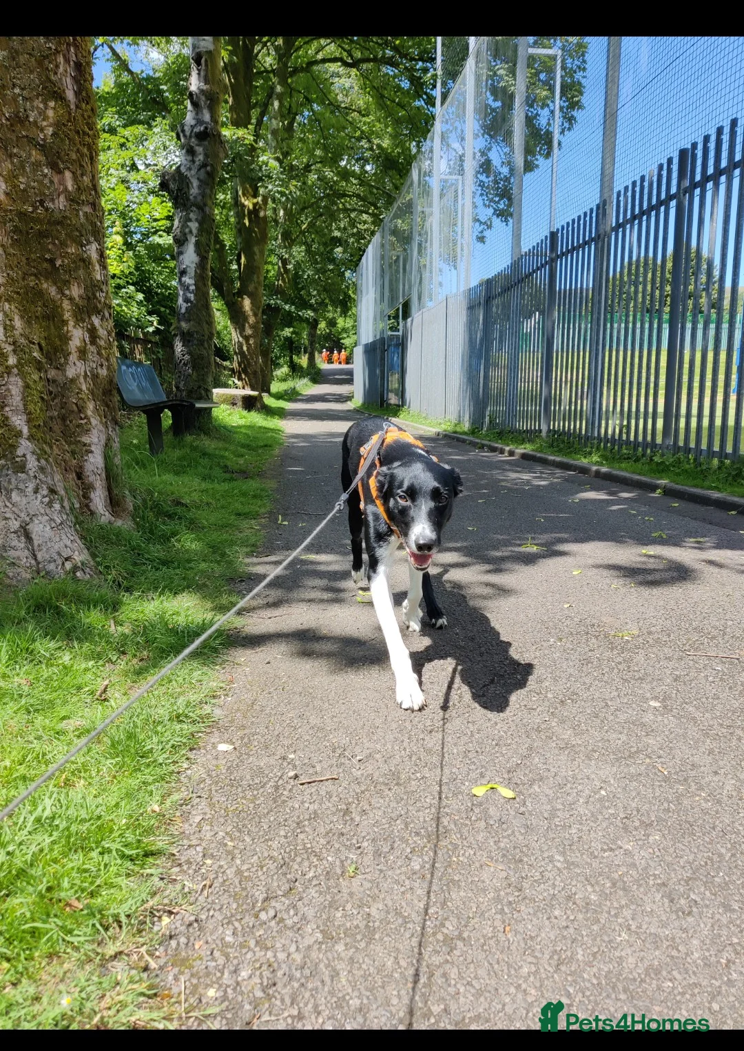 Mixed Breed dogs for sale: Rehoming adult dog - Advert 8