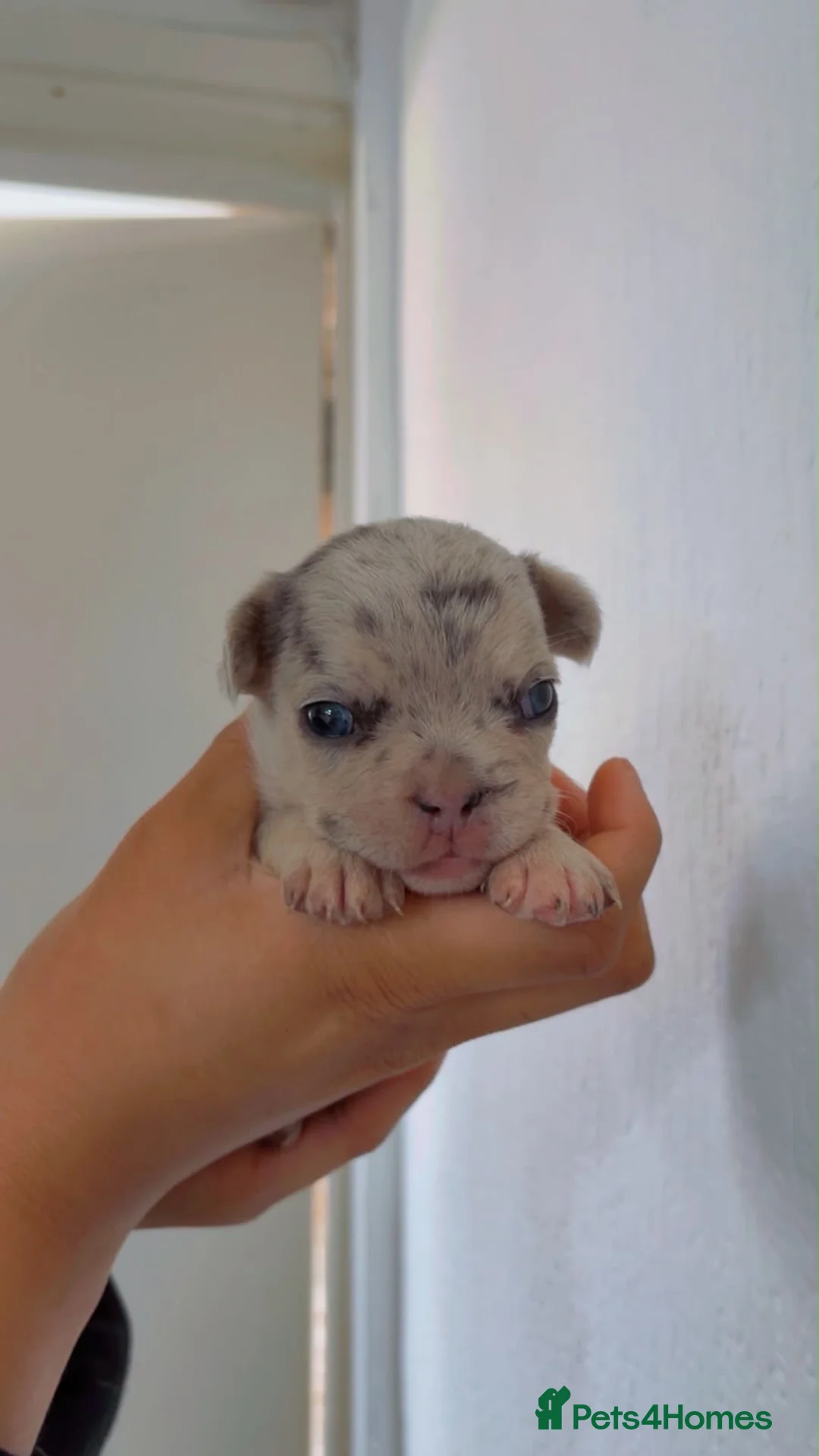 French Bulldog dogs for sale: Beautiful French Bulldogs  in Croydon - Advert 7