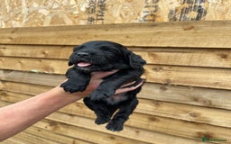 Cocker Spaniel dogs for sale: Cocker Spaniel Pups  - Image 3