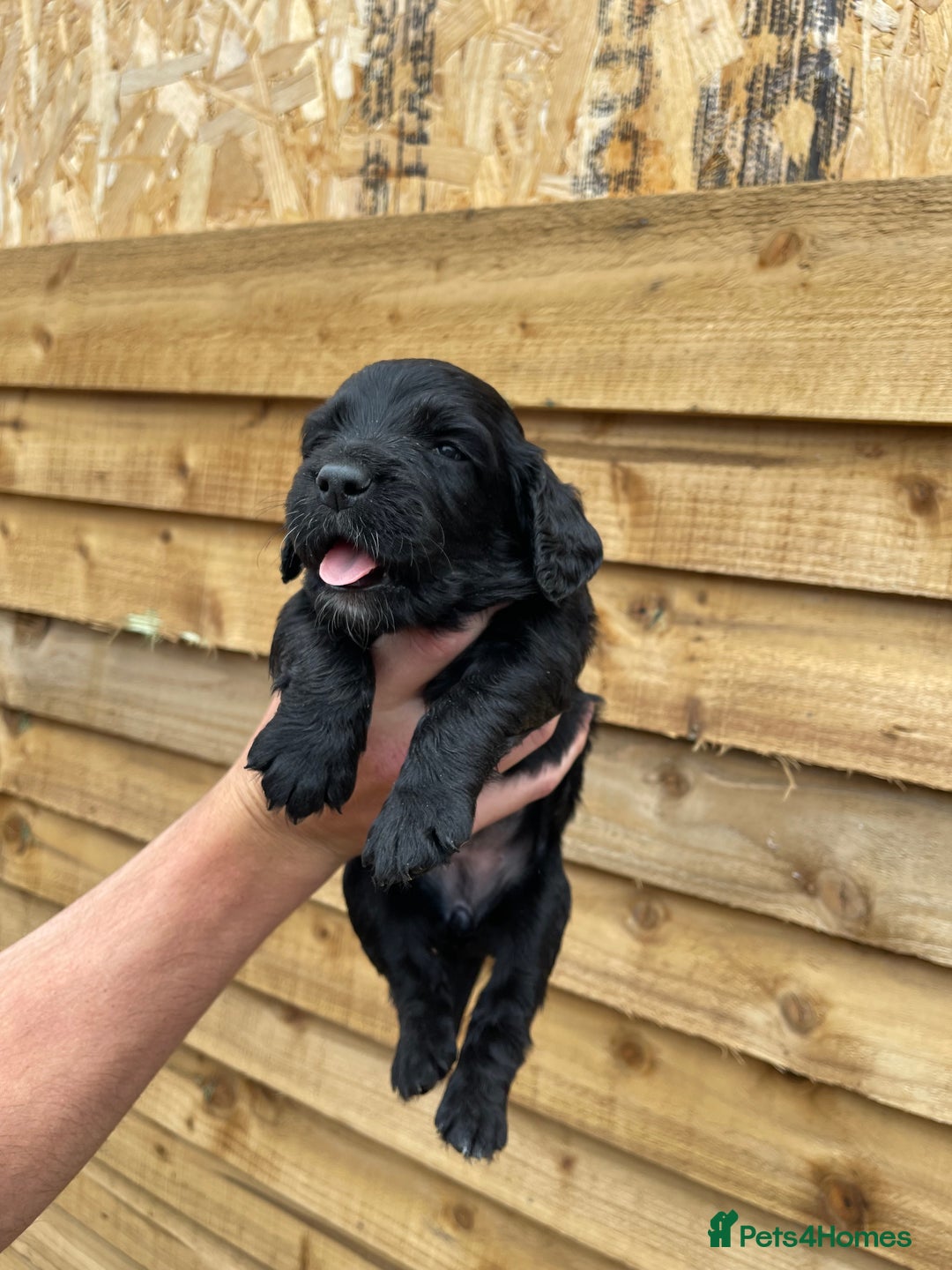 Cocker Spaniel dogs for sale: Cocker Spaniel Pups  - Image 3