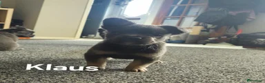 Klaus