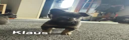 French Bulldog dogs for sale: Ready now!! Visual Fluffy French Bulldog puppies  - Advert 15