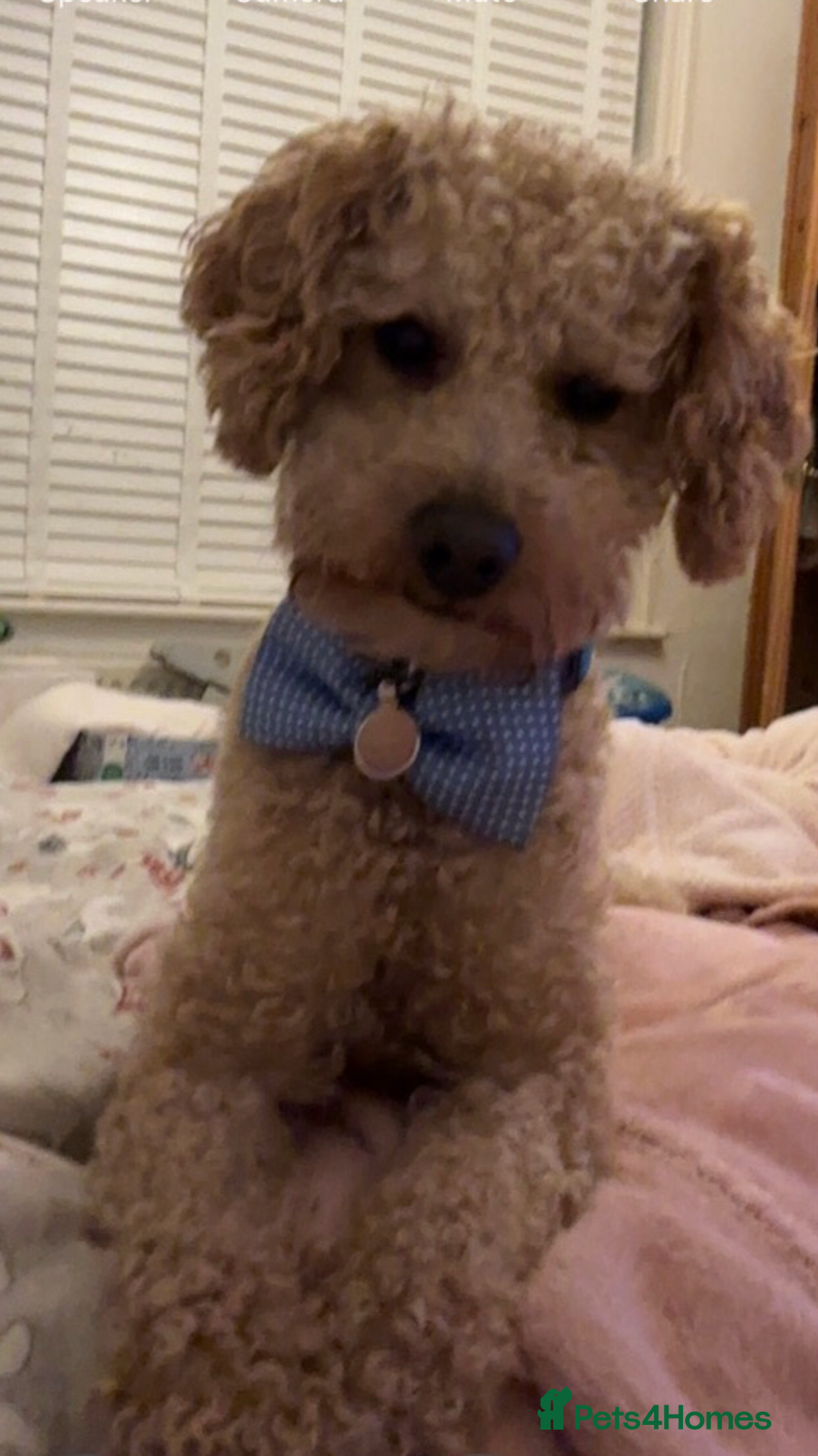 Miniature Poodle dogs Barnaby the Miniature poodle available for stud! in Market Drayton - Advert 1