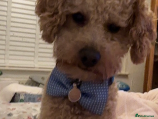 Miniature Poodle dogs Barnaby the Miniature poodle available for stud! in Market Drayton - Advert 1