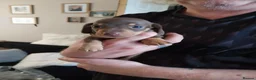 Dachshund dogs for sale: Beautiful dashound puppies for sale in Cardiff - Advert 3