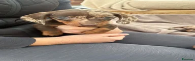 Dachshund 1