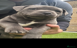 Staffordshire Bull Terrier dogs for sale: 🔷Top quality Pharaon puppy🔷 - Image 18