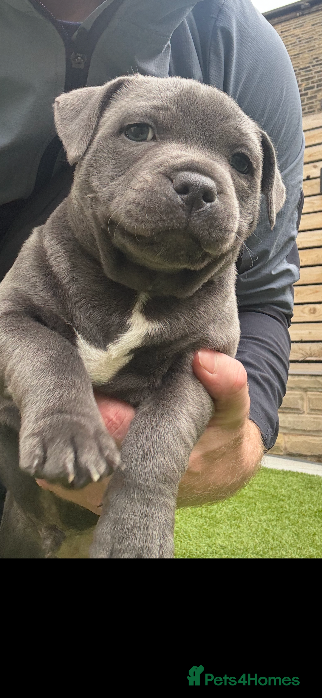 Staffordshire Bull Terrier dogs for sale: 🔷Top quality Pharaon puppy🔷 - Image 18