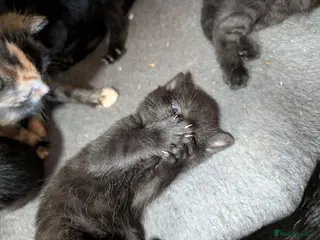 Mixed Breed cats 😺8 Stunning Tortoiseshell Kittens Finding Homes❤️ - Advert 2