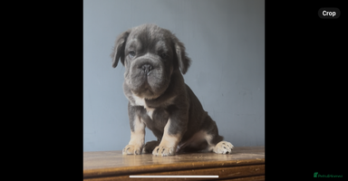 French Bulldog dogs - Advert 5