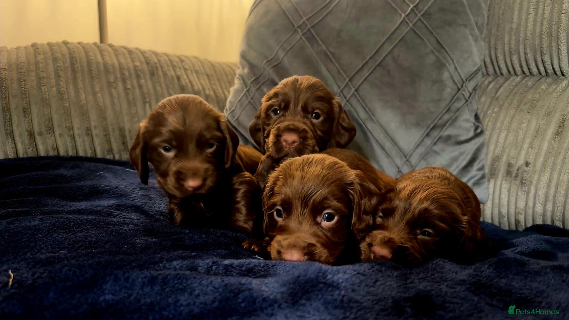 Cocker Spaniel dogs   KC REG Working Chocolate spaniels babies - Advert 13