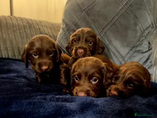 Cocker Spaniel dogs KC REG Working Chocolate spaniels babies - Advert 13