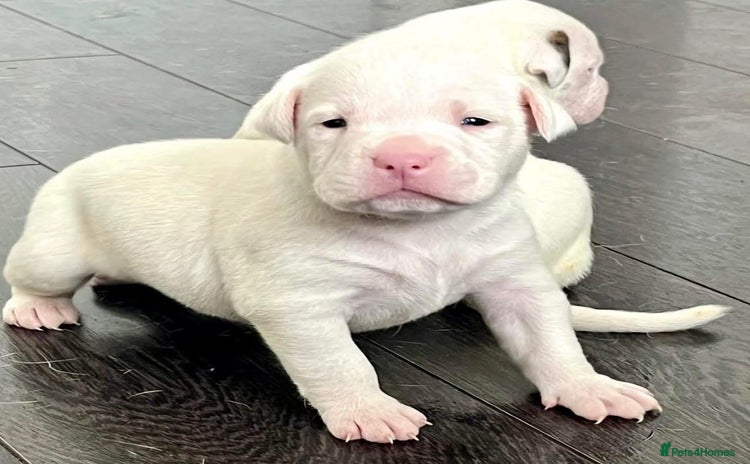 American Bulldog dogs - Advert 14