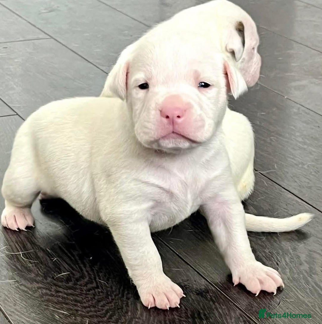American Bulldog dogs for sale: Beautiful American bulldog puppies for sale - Image 1
