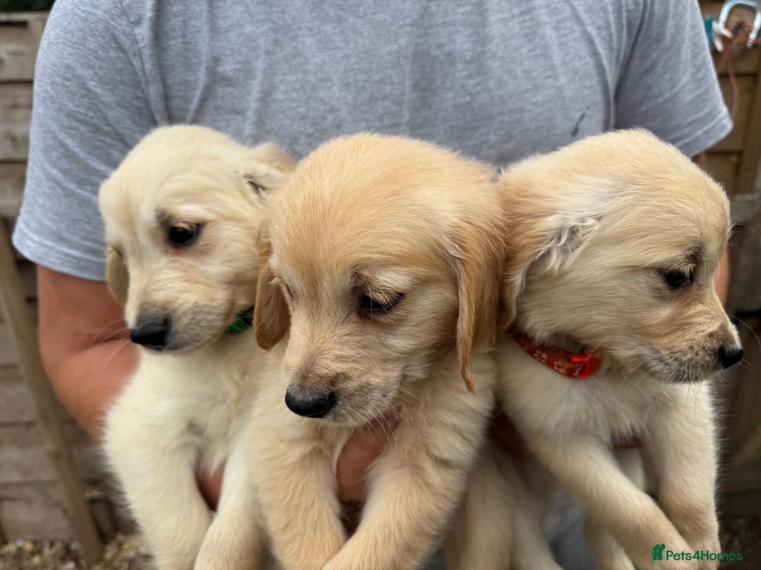 Golden Retriever dogs for sale: 3 male Golden retriever pups for sale - Image 5