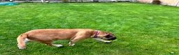 Bullmastiff dogs for sale: Gentle Girl - Advert 4