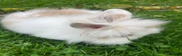 Lionhead rabbits for sale: bunnies - Advert 31