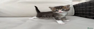 Maine Coon 2