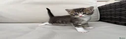 Maine Coon cats for sale: Maine Coon X’s - Advert 10