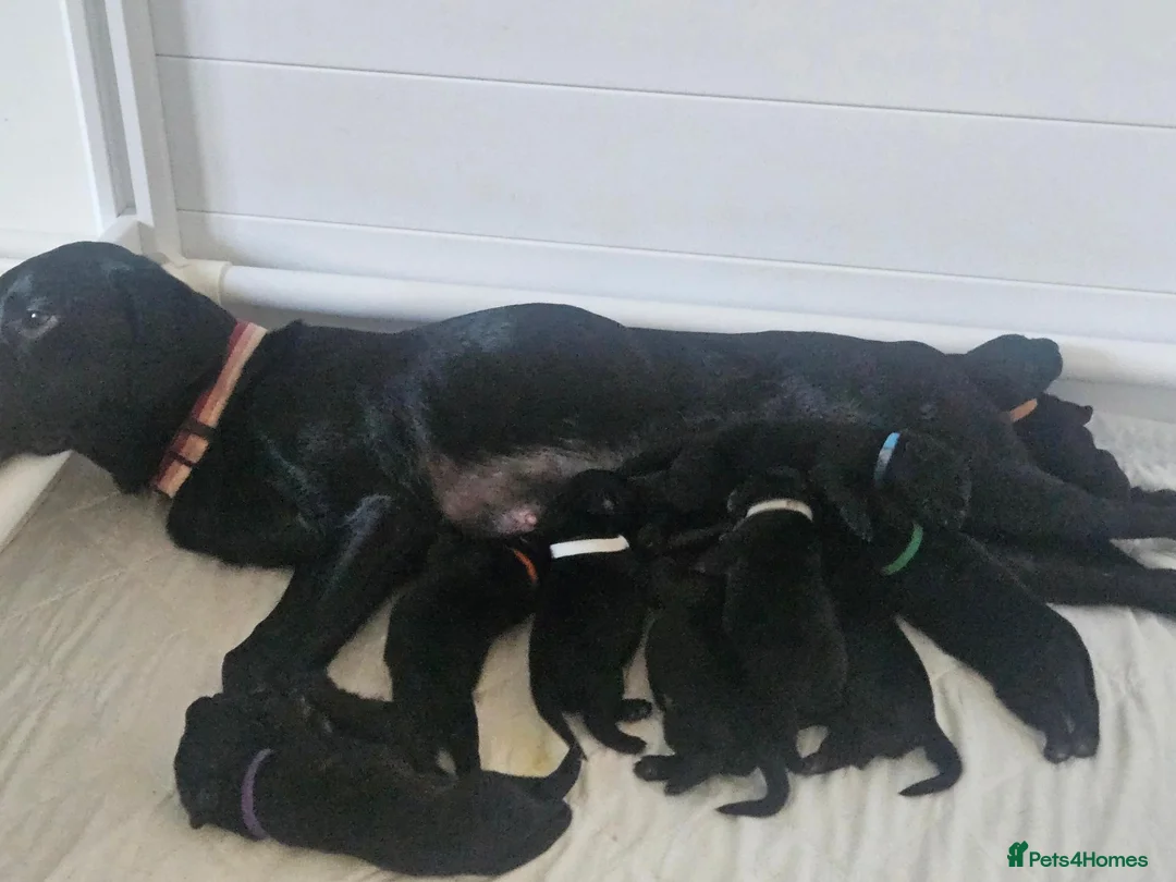 Labrador Retriever dogs for sale: Beautiful littler of black lab puppies in Doncaster - Advert 2