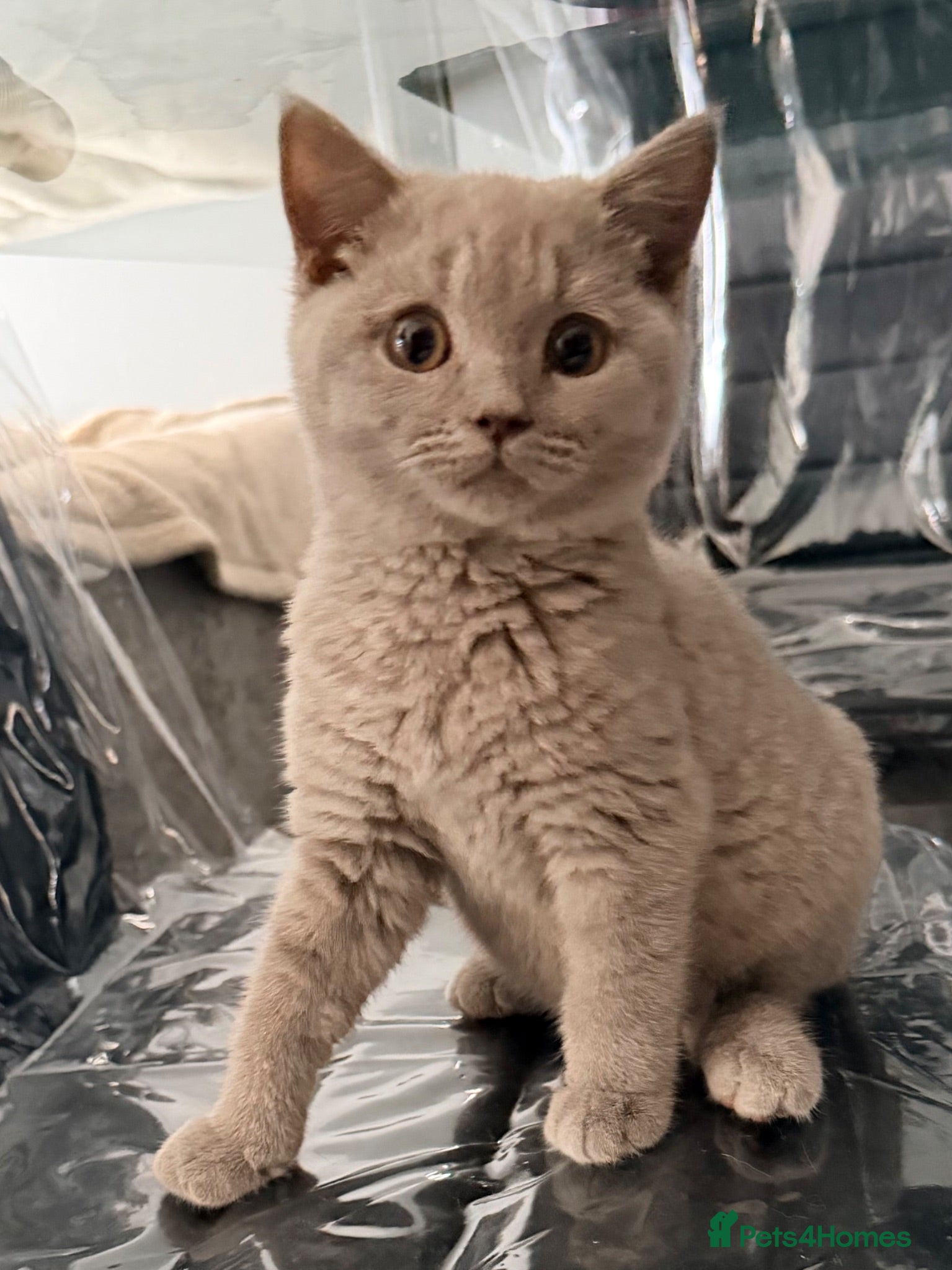 British Shorthair cats FOUR BRITISH SHORTHAIR KITTENS FOR SALE - Advert 2