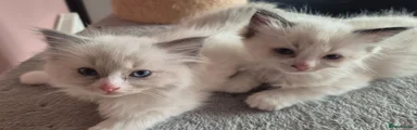 Ragdoll 3
