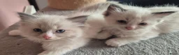 Ragdoll cats for sale: Beautiful Bi-Colour Ragdoll's - Advert 12