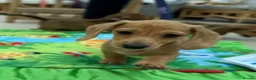 Miniature Dachshund dogs for sale: Minature dachshund ready now - Advert 15