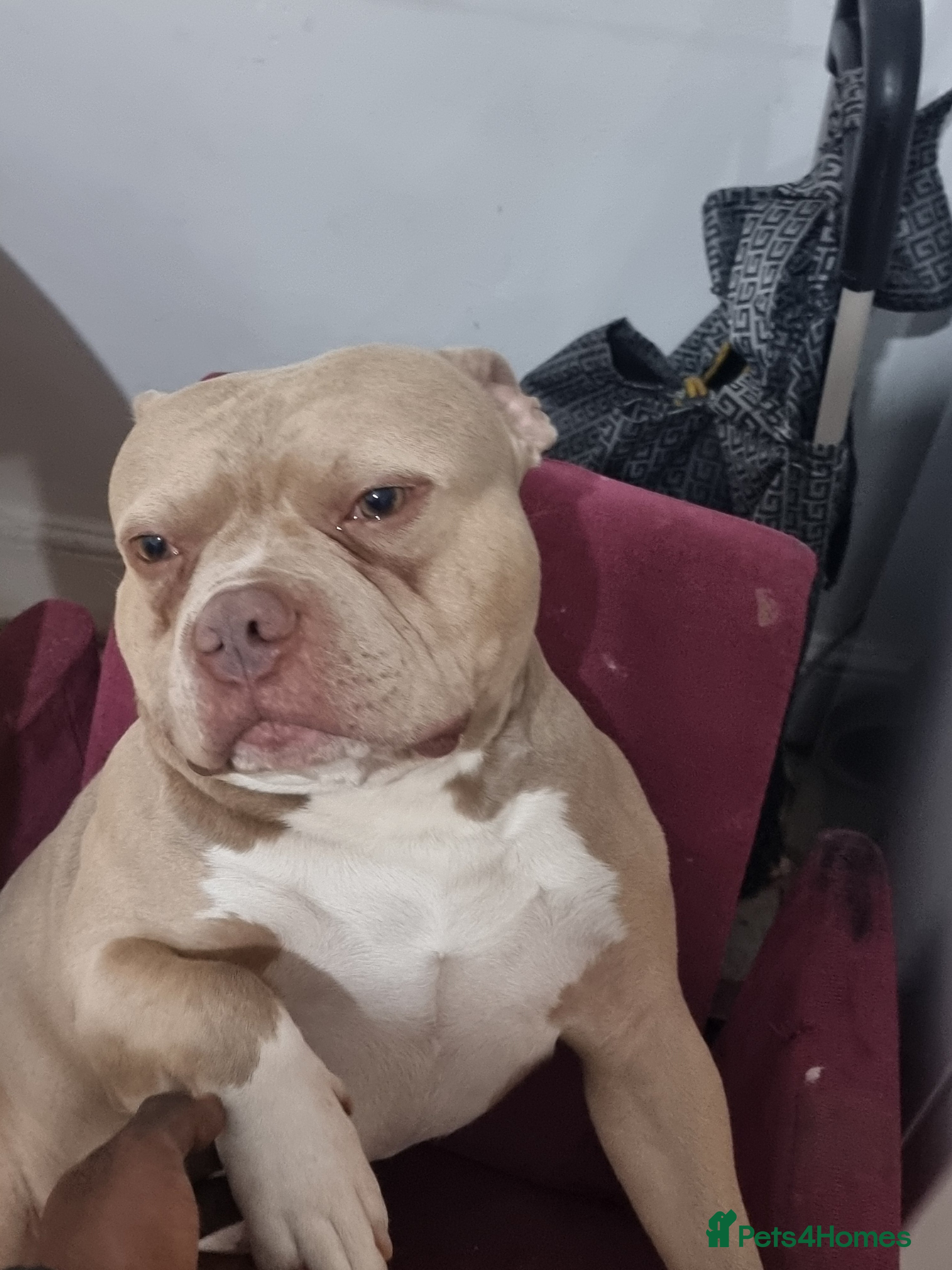 American Bully dogs Pocket bully  - Advert 7