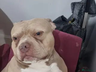 American Bully dogs Pocket bully - Advert 1