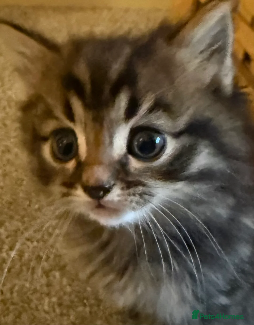 Mixed Breed cats for sale: Beautiful mixed breed kittens  - Advert 2