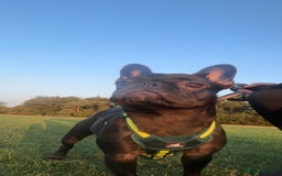 French Bulldog dogs for sale: Luna the Frenchie *FREE* - Image 5