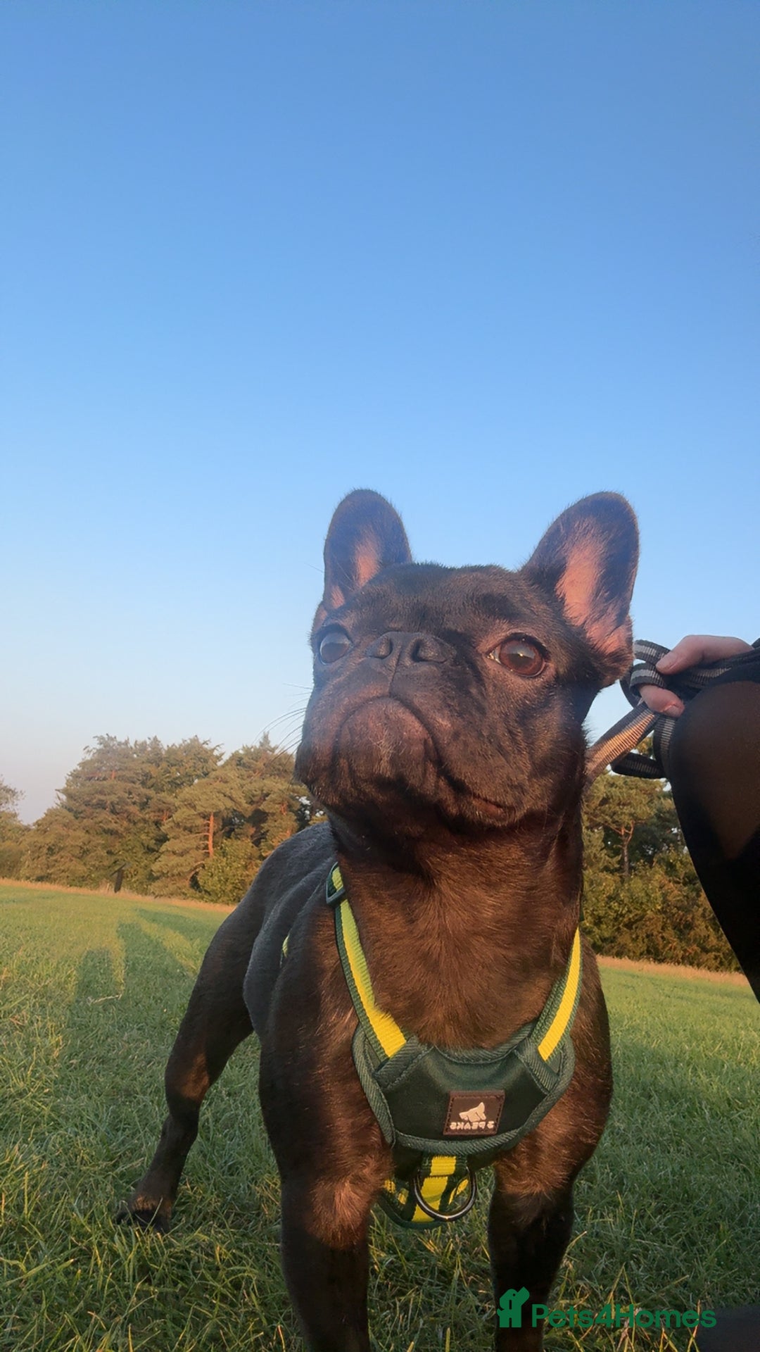 French Bulldog dogs for sale: Luna the Frenchie *FREE* - Image 5